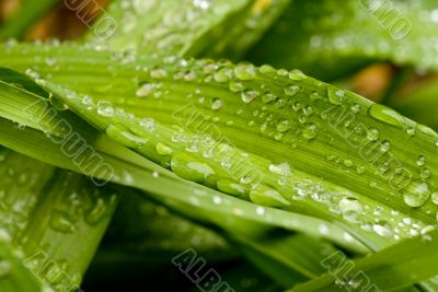 Green Leaves