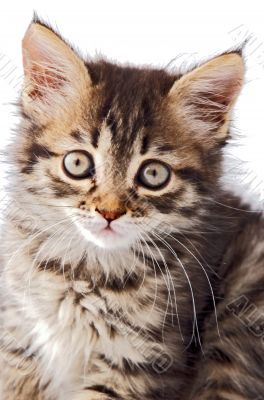 portrait of small cat