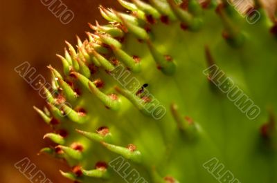 Macro Photography