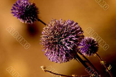 Macro Photography