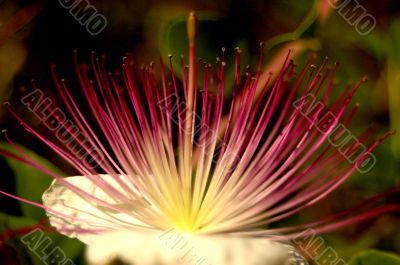 Macro Photography
