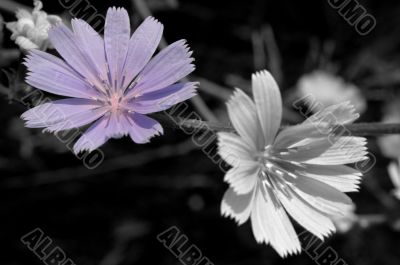 Macro Photography