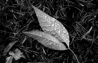 Morning Dew