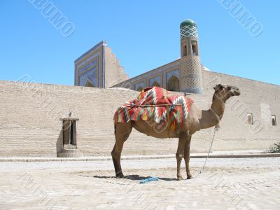 Camel in Khiva