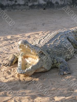 Crocodile