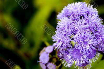 Macro Photography