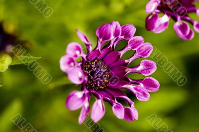 Macro Photography