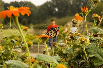 Formal Garden