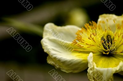 Macro Photography