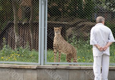 Cheetah and man