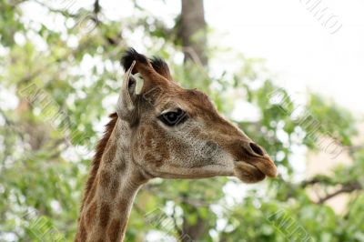 Close-up of giraffe