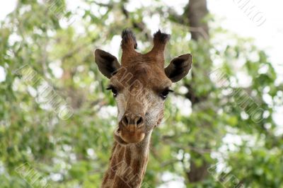 Close-up of giraffe