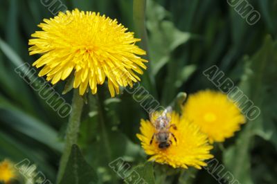 Bee on the dandelion