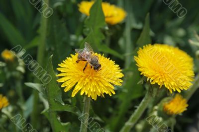 Bee on the dandelion