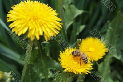 Bee on the dandelion