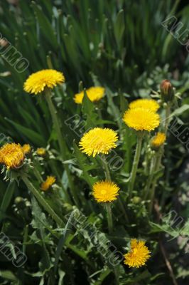The dandelions
