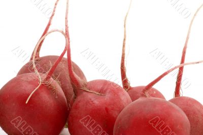 radish close-up