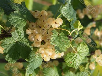White currant