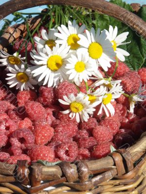 Camomiles and a raspberry