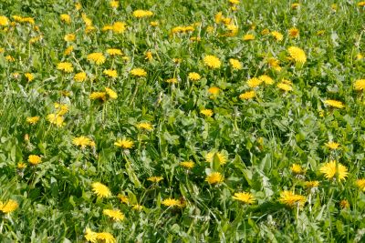 Dandelions