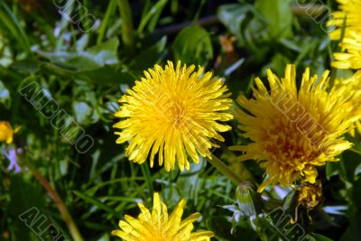 Dandelions