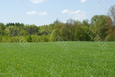 young wheat