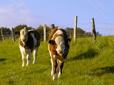 calves