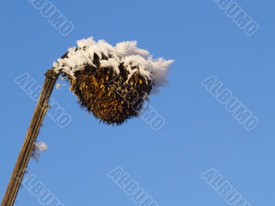 Frost