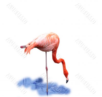 Nice Pink Flamingo