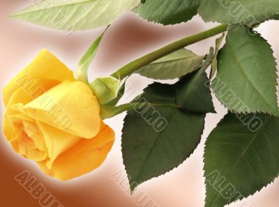 Yellow rose