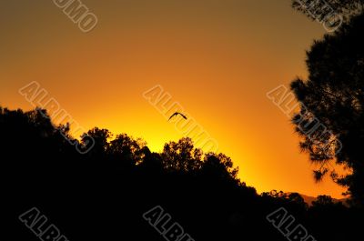 herron in sunset