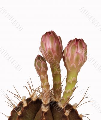 flowers of cactus