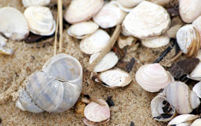 Many sea shells