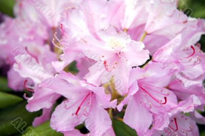 Rhododendrons in the parks