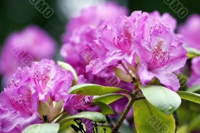 Rhododendrons in the parks