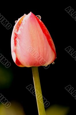 One tulip