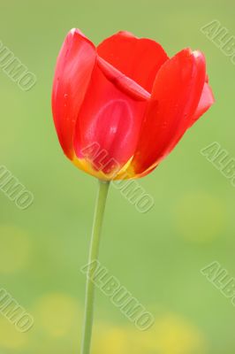 One tulip