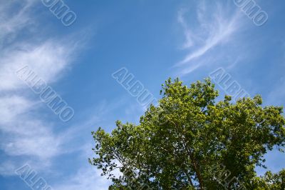 tree under blue sky