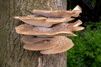 Tree Fungus
