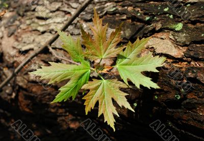 Spring leaves of maple