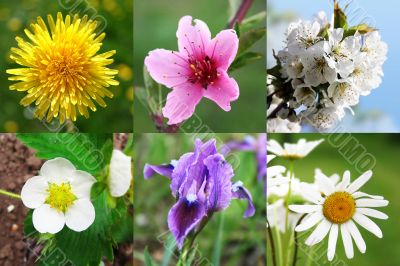 spring flowering