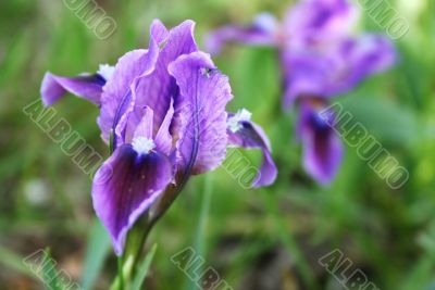 iris, spring flower.
