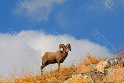 Big Horn Sheep