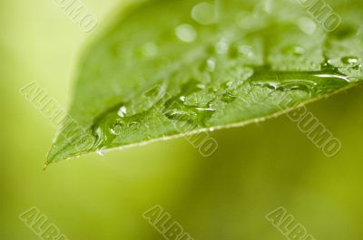 Green Leaf