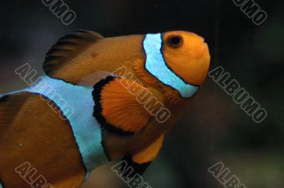Clown Fish