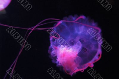 Jellyfish