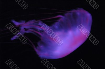 Jellyfish