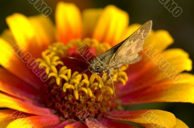 Macro Photography