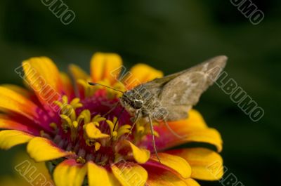 Macro Photography