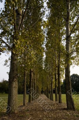 Arboretum Forest